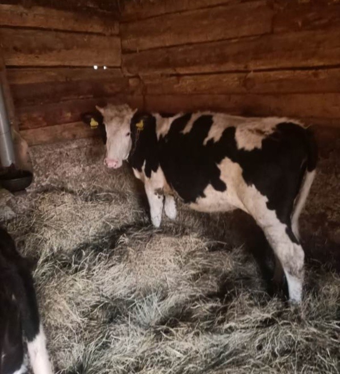 JAŁÓWKI POD ZACIELENIE