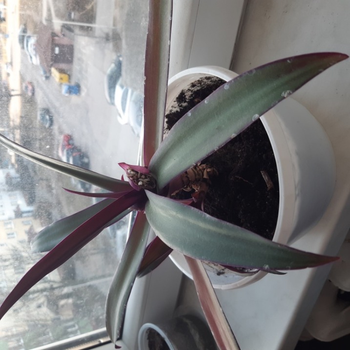 Kwiatek Trzykrotka purpurowa