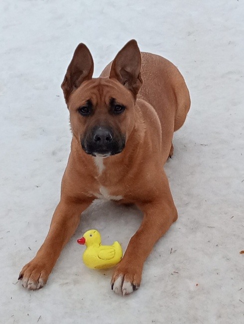 Owczarek belgijski malinos, mieszaniec